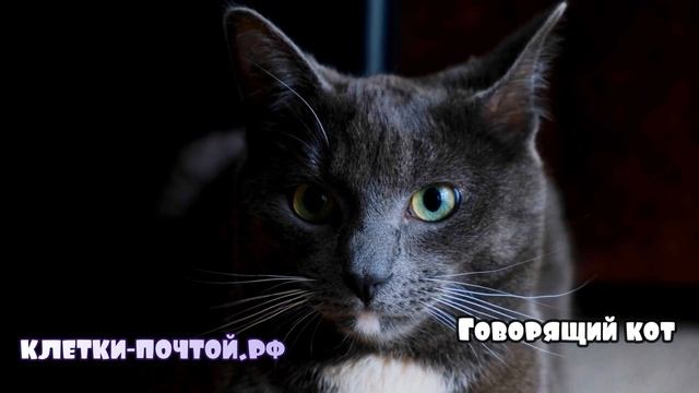 Говорящий кот. Клетки Почтой . смотреть онлайн