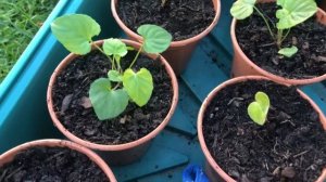 Nandina Domestica, Potting up Seedlings