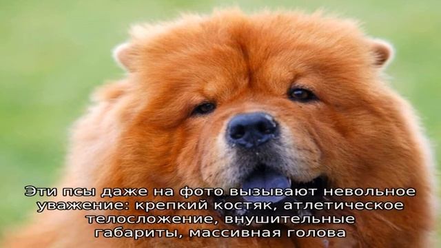 Собака с фиолетовым языком: порода смотреть онлайн