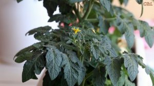 Зачем нужна дача, если есть подоконник? Уход за томатами.