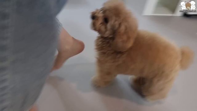 엄마 없으면 진짜 우는 강아지들 (손수건 준비하세요!)