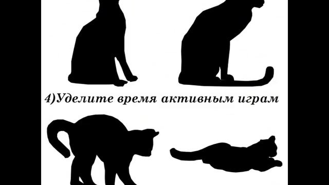 Проблемы связанные с течкой. Как успокоить кошку. смотреть онлайн
