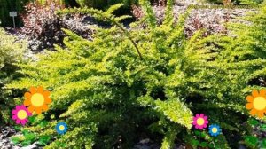 Барбарис тунберга Грин Карпет. Краткий обзор, описание berberis thunbergii Green Carpet