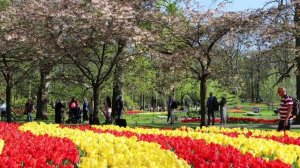 Keukenhof 2022 in full bloom - The beautiful park full of color in a sunny day - 4K