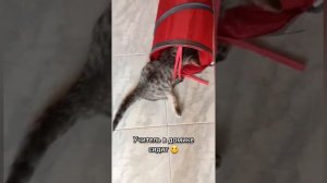 Жизнь особенных котеек