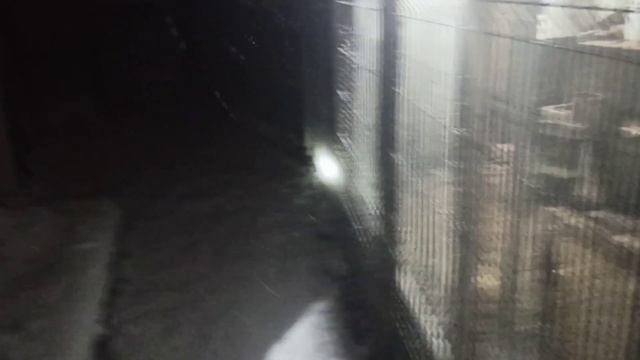 что происходит ночью в курятнике, пока хозяев нет.... смотреть онлайн