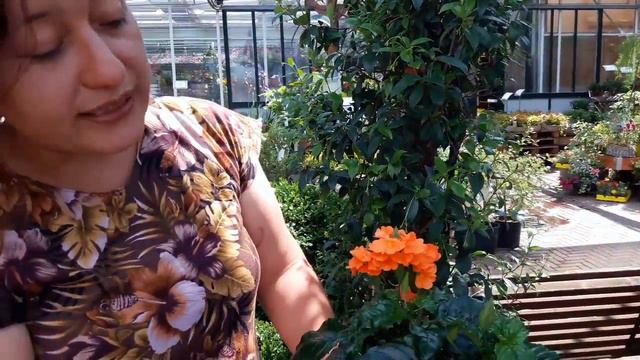 Consigli utili su come coltivare e propagare la crossandra fortuna смотреть онлайн