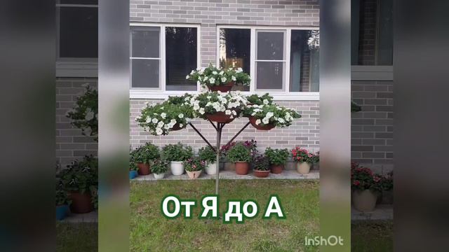 Петуниевое дерево от Я до А