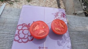 Томат ""ПРИМОРЕЦ""???