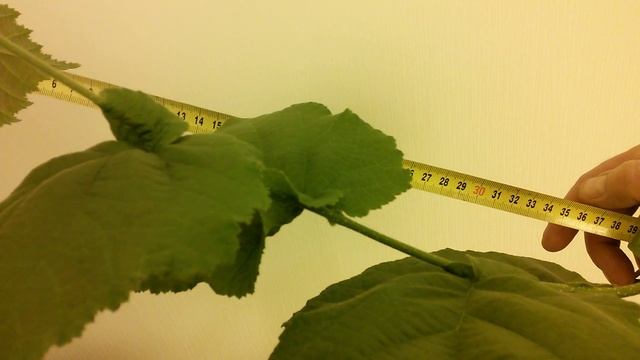 №2 Фундук Трапезунд, под искусственным освещением, замеры. смотреть онлайн