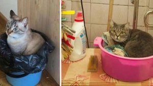 Кошка спряталась и не выходит, что делать?  Где могла спрятаться кошка в доме. Список  мест