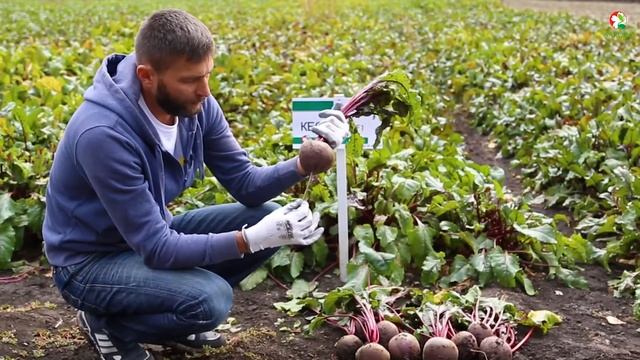 День Поля компании "Сакура Юкрейн" || Октябрь 2017 года || Свекла Кестрел F1 смотреть онлайн