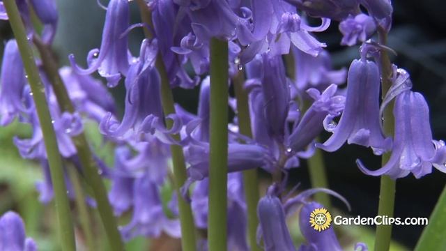 English Bluebells - Hyacinthoides non-scripta - Common Bluebells смотреть онлайн