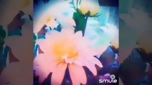 эти белые цветы#золотая карусель,пою я🌼🎼🌼🎼🌼