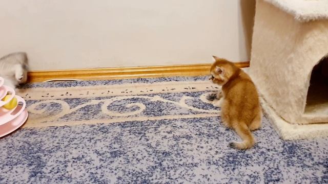 Британские котята: Серебристая и золотая шиншилла.