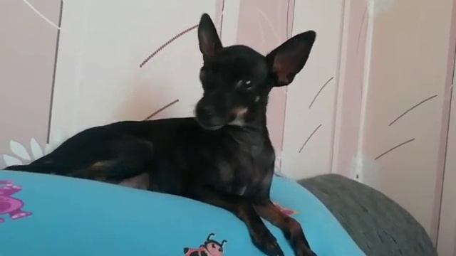 Той терьер ??? смотреть онлайн