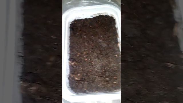 Как сеять флоксы смотреть онлайн