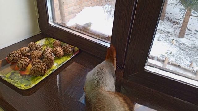 Белки толпой в дом забегают смотреть онлайн