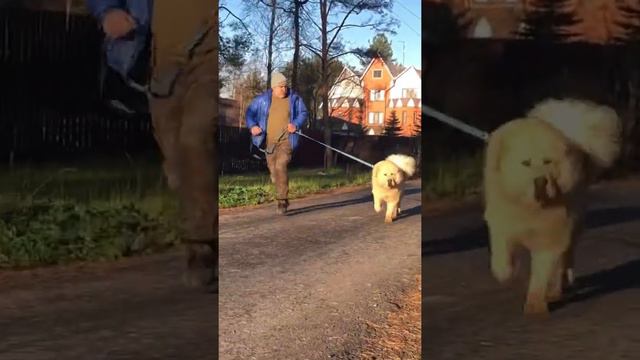 Тибетский мастиф вывел хозяина на прогулку смотреть онлайн