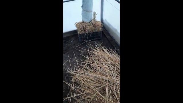 Умное. Разумное. Праведное земледелие.