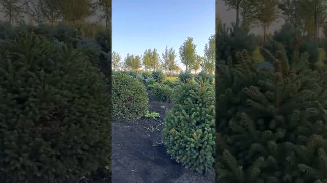 Питомник Ярус и карликовые хвойные.