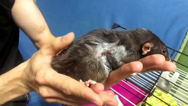 Крысы | Лысое пузо, или болезные вернулись. (внезапно) смотреть онлайн