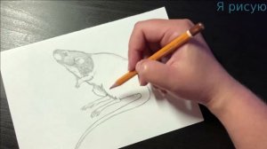 ??Крыса/rat/как нарисовать крысу карандашом