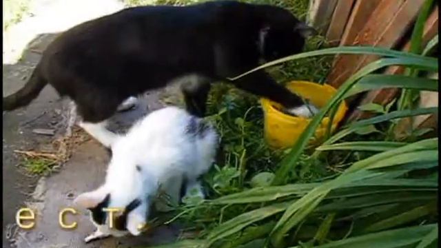 А Васька слушает, да ест смотреть онлайн