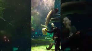 Кормление арапаймы в аквариуме