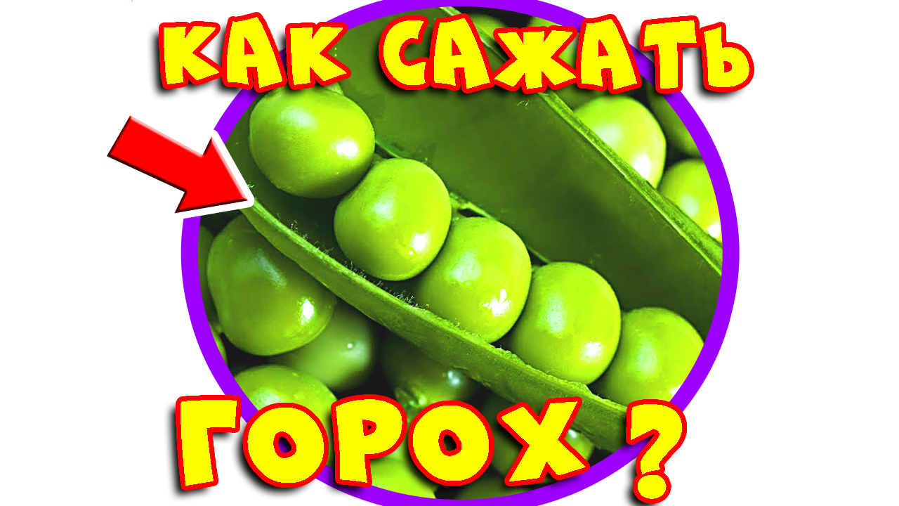 Посадка зеленого горошка. Как сажать горох в открытый грунт весной. Как сеять горох