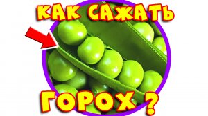 Посадка зеленого горошка. Как сажать горох в открытый грунт весной. Как сеять горох