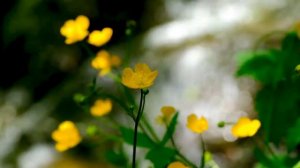 Медитативная, высокочастотная музыка, звон Тибетских поющих чаш, звук горного ручья