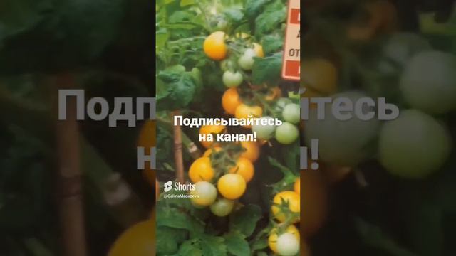 🍅  ОЙ, МАМА, Я ХОЧУ ТАКИЕ ПОМИДОРЫ! КАКИЕ ТОМАТЫ ХОРОШО ПЛОДОНОСЯТ НА ПОДОКОННИКЕ! ОБЗОР СЕМЯН 2023