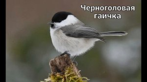 Пение синиц (15 видов) ??