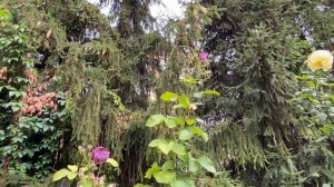 ОБРЕЗКА РОЗ ОСЕНЬЮ. Я ТАК ОБРЕЗАЮ РОЗЫ БОЛЬШЕ 10 ЛЕТ.  ПРОДАЮ РОЗЫ ?.