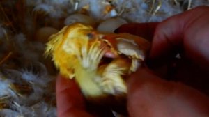 КАК ОТЛИЧИТЬ УТЯТ ОТ ИНДОУТЯТ? ВЫВОДЯТСЯ УТЯТА...ЧЕМ КОРМИТЬ..