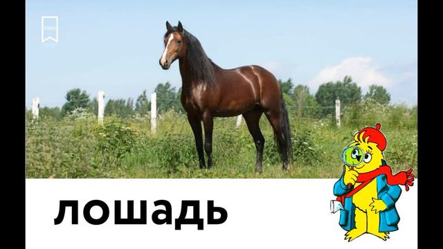 Лошадь. Раскрытие тайны слов