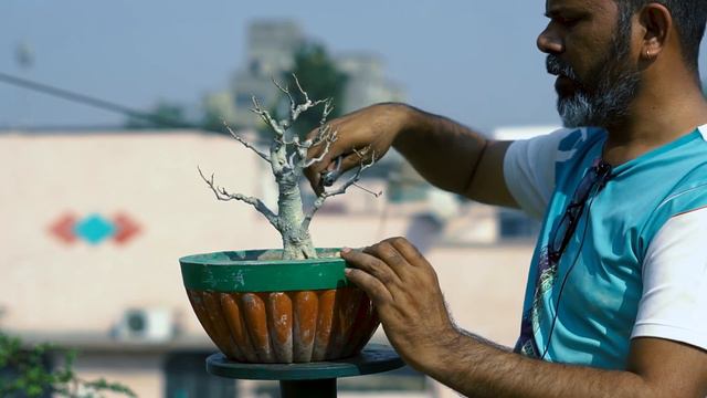 Ficus Tsiela Pipdi Bonsai Cutting Pruning & Wiring || Maskman Bonsai || Ahmedabad || 2021 смотреть онлайн