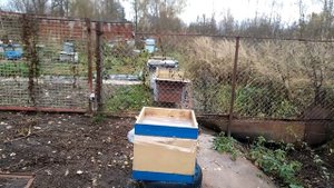 Итоги пчеловодства за 65 лет