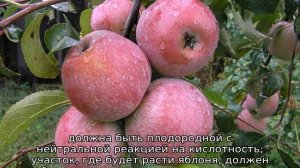 Яблоня Брянское