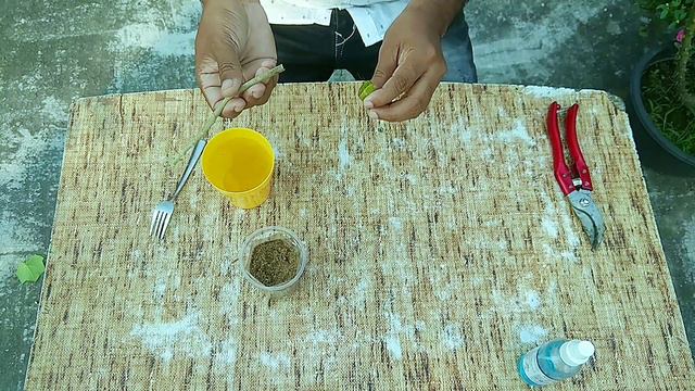 স্থলপদ্মের কাটিং থেকে চারা তৈরির সহজ পদ্ধতি । How To Grow Cutting Of Confederate Rose(Cotton Rose)? смотреть онлайн