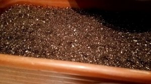 Посев гацании. Важные моменты