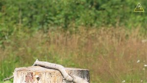 Обзор Топоры Fiskars X15, X17, X25