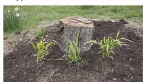 Хасмантиум широколистный из семян Посадка и уход в открытом грунте Фото дикого овса