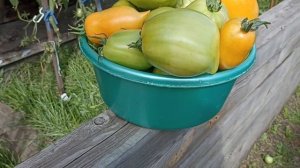 Сибирь. Обзор и дегустация томата Оранжевая прогулка