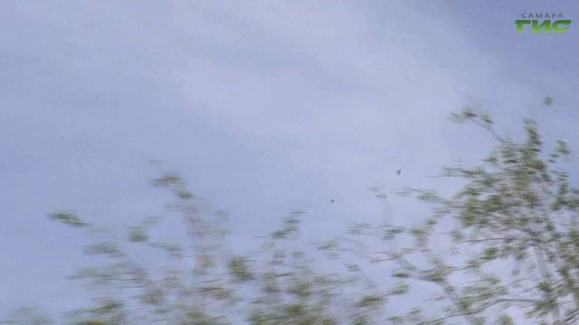 Что делать, если вы увидели упавшего стрижа смотреть онлайн