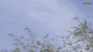 Что делать, если вы увидели упавшего стрижа