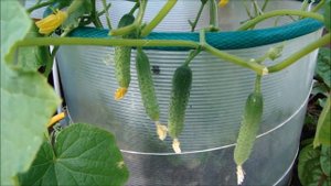 Как мульчирую огурцы.