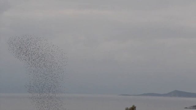 Перелетные птицы. Зимовка в Греции. смотреть онлайн