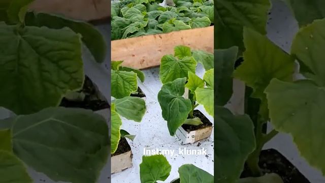 #огурцы #теплица #работа #работавевропе #работадлябелорусов #европа смотреть онлайн